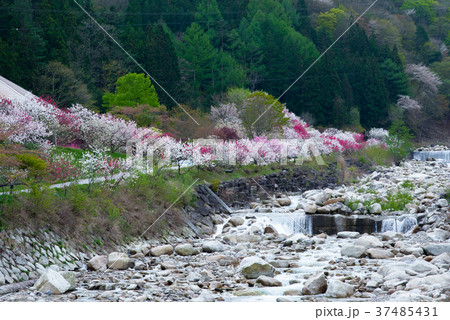 長野県の月川温泉の花桃祭り 長野県の月川温泉の花桃祭り 37485431
