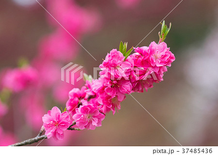 クローズアップのピンクの花桃 クローズアップのピンクの花桃 37485436