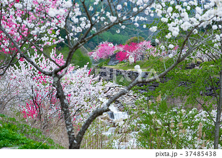花ももの木 37485438