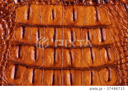 Crocodile leather for manufacturing  37486715