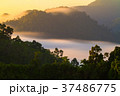 Long exposure of tropical forest in the morning 37486775