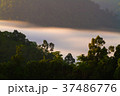 Long exposure of tropical forest in the morning 37486776