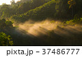 Long exposure of tropical forest in the morning 37486777
