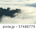 Tropical forest in the morning mountain valley lan 37486779