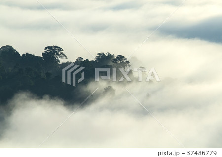 Tropical forest in the morning mountain valley lan Tropical forest in the morning mountain valley lan 37486779