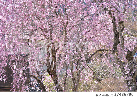 枝垂桜５ 37486796