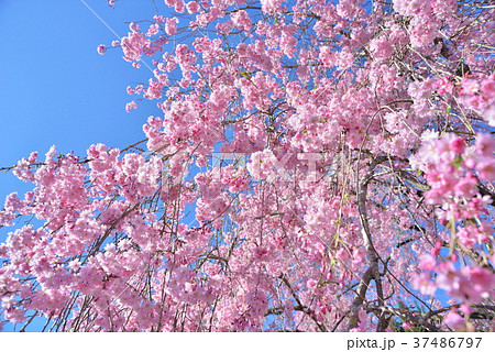 枝垂桜６ 37486797