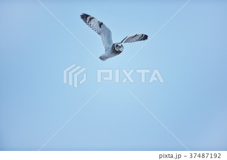 空を飛ぶコミミズク 37487192