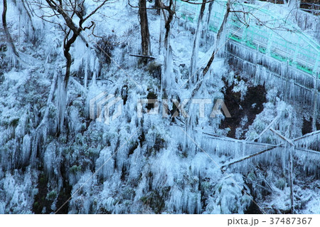 尾ノ内百景の氷柱 37487367