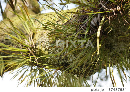 ノキシノブ 37487684