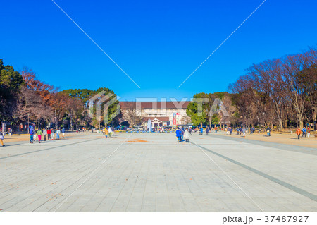 東京 上野公園(竹の台広場) 東京 上野公園(竹の台広場) 37487927