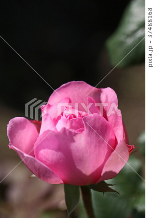 フルーティーな香りのバラ 37488168