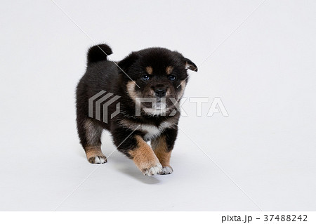柴犬 柴犬 37488242