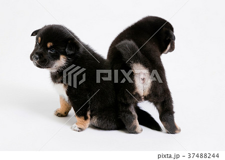 柴犬 37488244