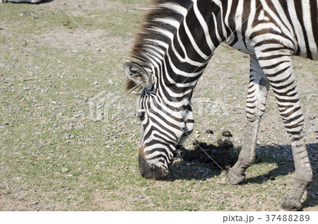 Zebra is feeding grass by the pool. 37488289