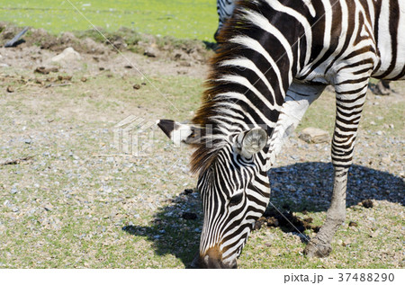 Zebra is feeding grass by the pool. 37488290