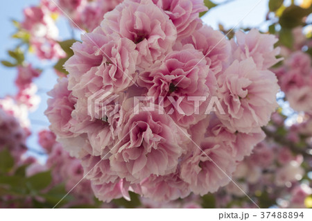 Double cherry blossoms 37488894