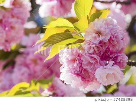 Double cherry blossoms 37488898