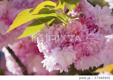 Double cherry blossoms 37488900
