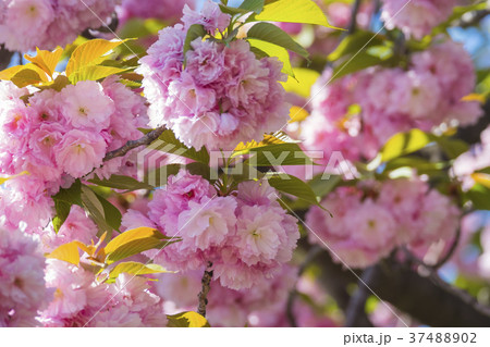 Double cherry blossoms 37488902