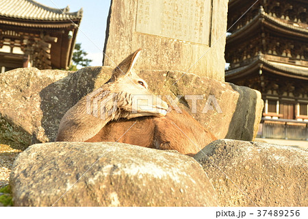 奈良興福寺の鹿 37489256