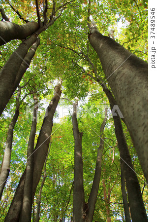 公園の樹木 37489546