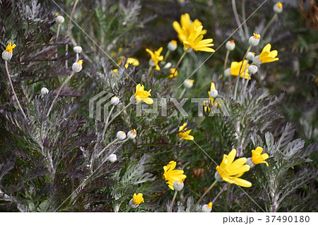 ユリオプスデージー 37490180