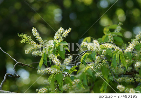 イヌザクラ　犬桜　Padus buergeriana　Prunus buergeriana 37490195