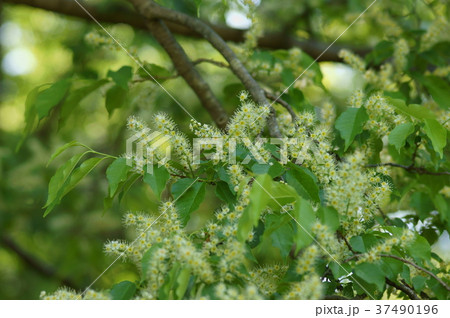 イヌザクラ 犬桜 Padus buergeriana Prunus buergeriana イヌザクラ 犬桜 Padus buergeriana Prunus buergeriana 37490196