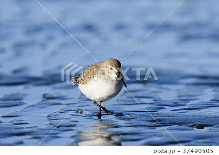 ハマシギ(浜鷸) 37490505