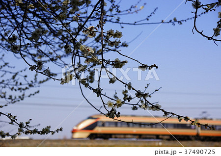 “金の特急スペーシアきぬがわ”　 37490725
