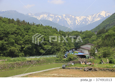 雪解け水の利根川と初夏の谷川岳 37491013