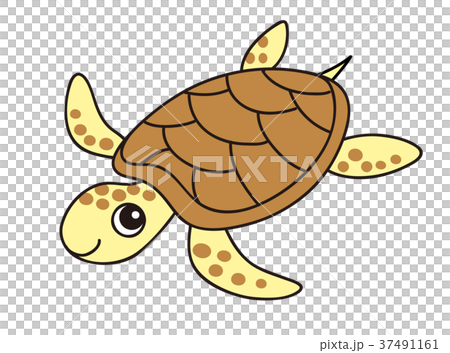 海龜 37491161