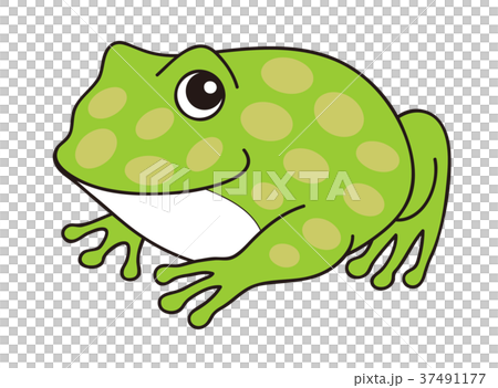 ベルツノガエル キャラクター イラスト 37491177