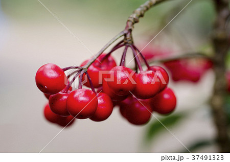 Close up of red fruit balls blurred Close up of red fruit balls blurred 37491323