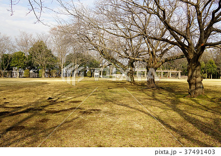 大庭城址公園 37491403