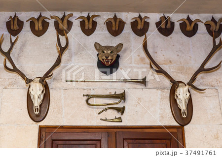 Animal heads on the wall. 37491761