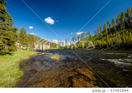 Madison River, Yellowstone National Park, Wyoming 37491894
