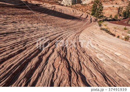 Landscape in Zion National Park 37491939