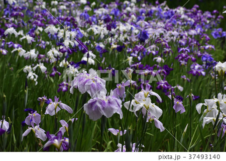 平安神宮 神苑 花菖蒲 平安神宮 神苑 花菖蒲 37493140