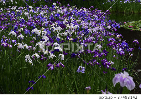 平安神宮 神苑 花菖蒲 平安神宮 神苑 花菖蒲 37493142