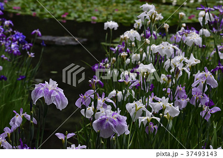 平安神宮 神苑 花菖蒲 平安神宮 神苑 花菖蒲 37493143