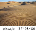 メルズーガのサハラ砂漠 37493480