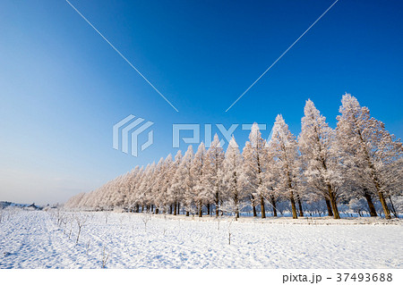 雪景色のメタセコイア並木　滋賀県マキノ町 37493688