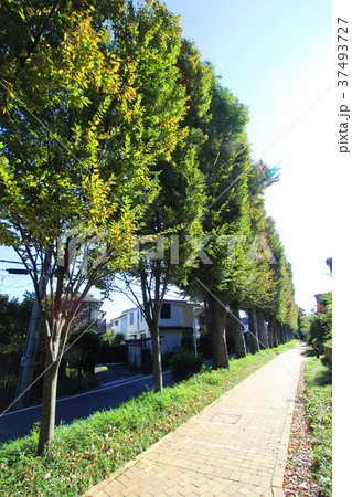 浜田山の並木道 浜田山の並木道 37493727