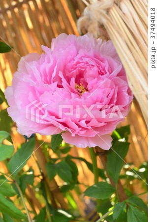 冬ぼたん 37494018