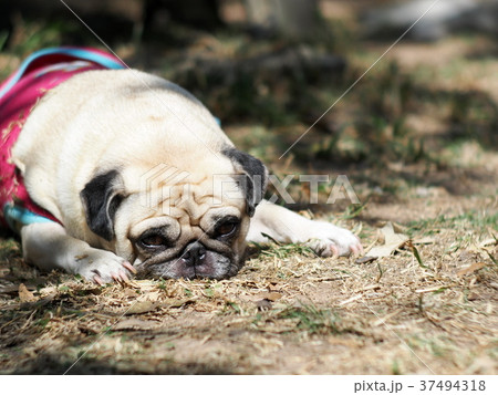 portraits photo of a lovely white fat cute pug dog 37494318
