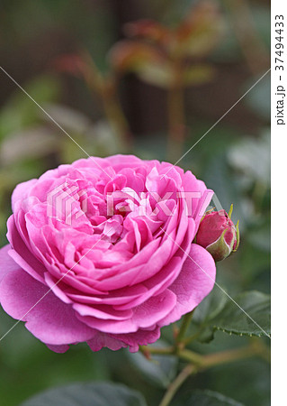 赤紫色が美しいバラ 37494433