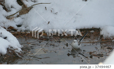 雪の水溜りに舞い降りた可愛い野鳥はシマエナガ 6の写真素材