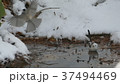雪の水溜りに舞い降りた可愛い野鳥はシマエナガ._4 37494469